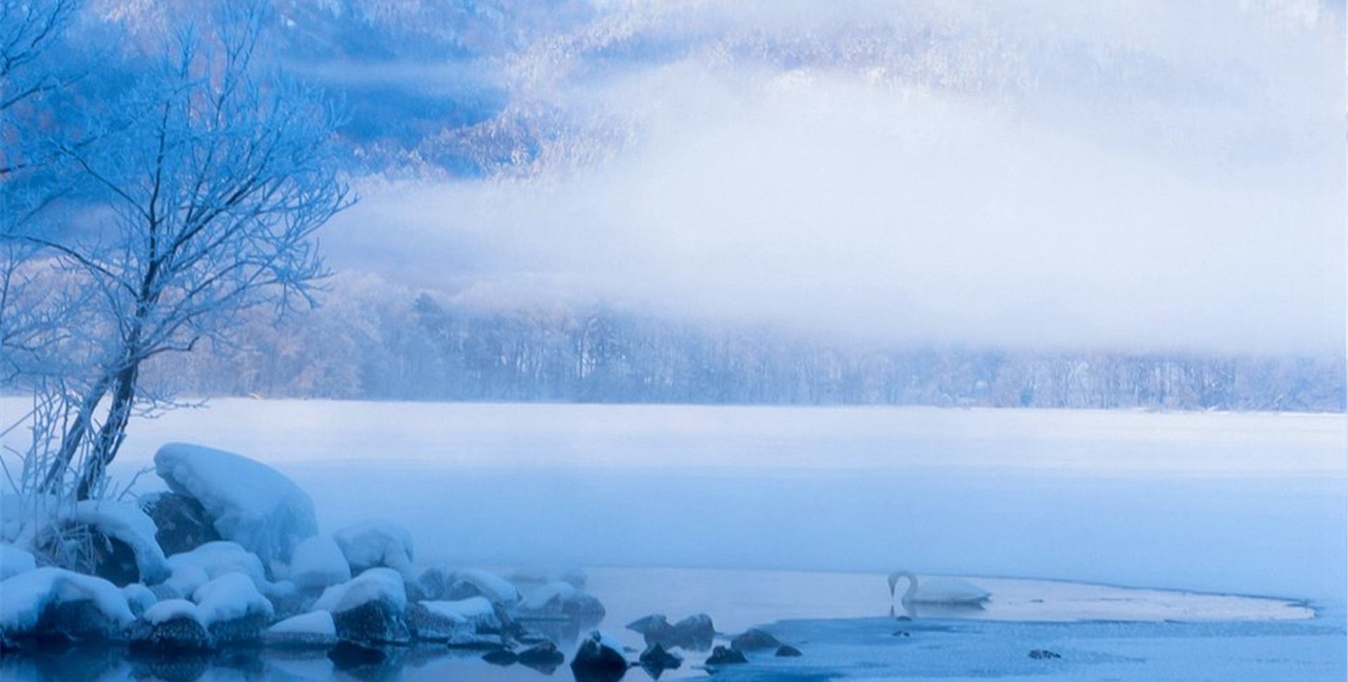 冰天雪地植物开花奥秘 头像选择反映性格特征