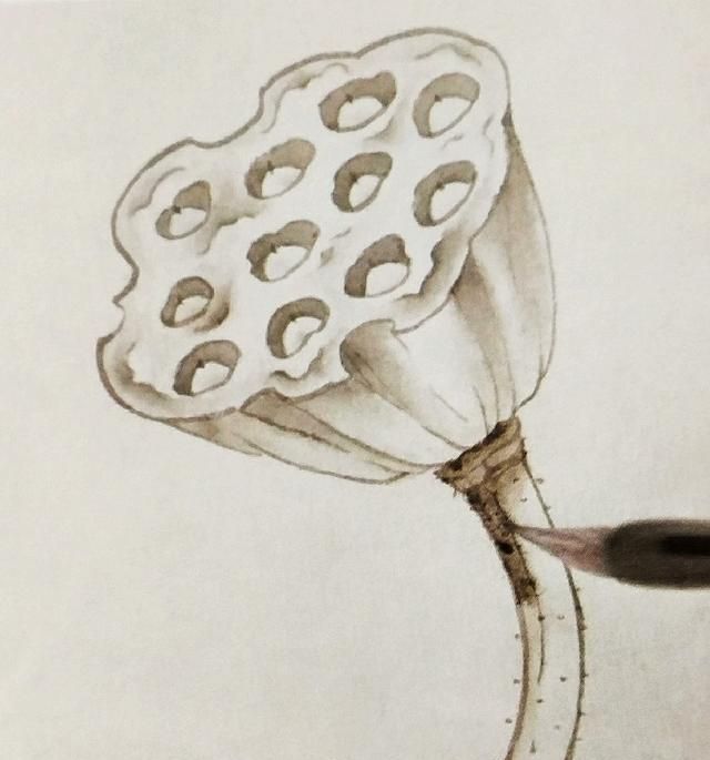 「工笔画学习」枯莲蓬的工笔画法