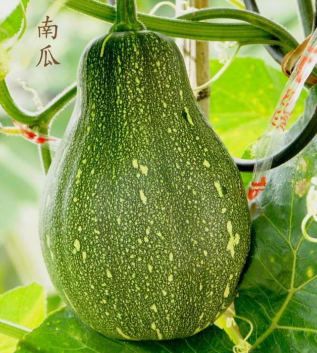 煮南瓜粥能放淀粉吗?