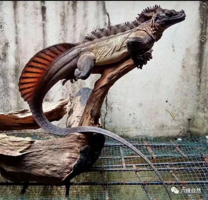 看似比科莫多巨蜥更凶猛的斑帆蜥却是新兴的爬宠