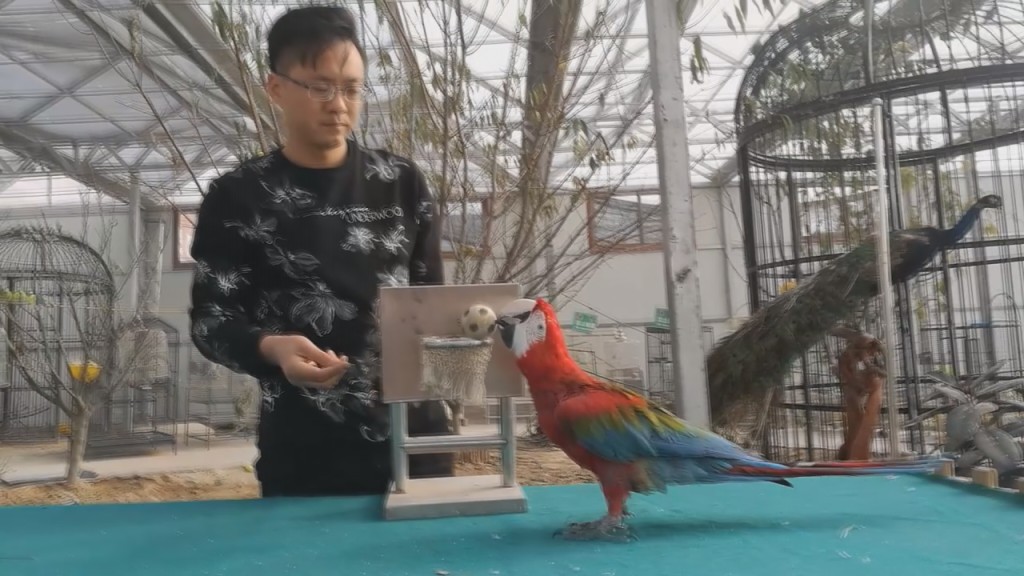 CUBA精彩图片-搜狐体育CBA盘口与数据深度__今日C盘口分析·大小分策略·球队档案