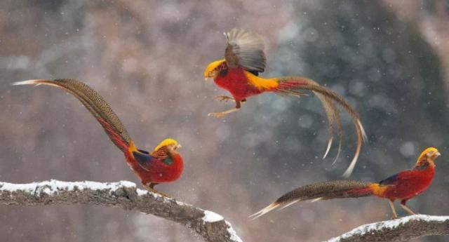 《翼翼飞鸾》野生鸟类摄影集作品欣赏