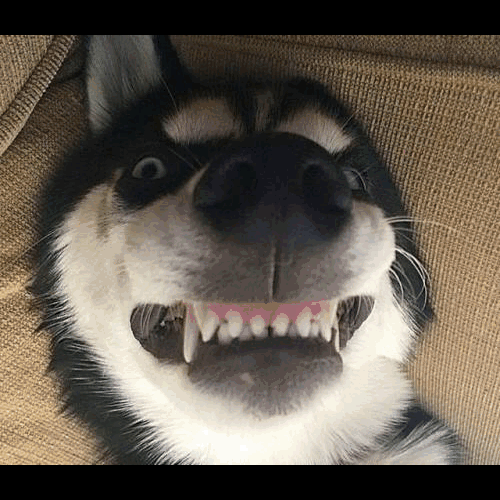 机智二哈火中呼救,走位不对险晕倒,网友:这是自导自演