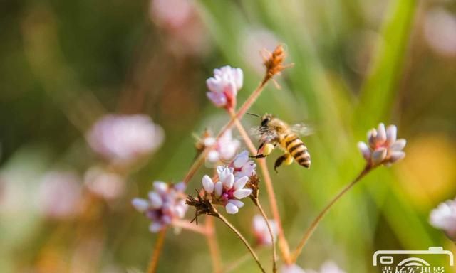 乡村山间盛开的愉悦蓼,蜜蜂飞舞在娇美的花间