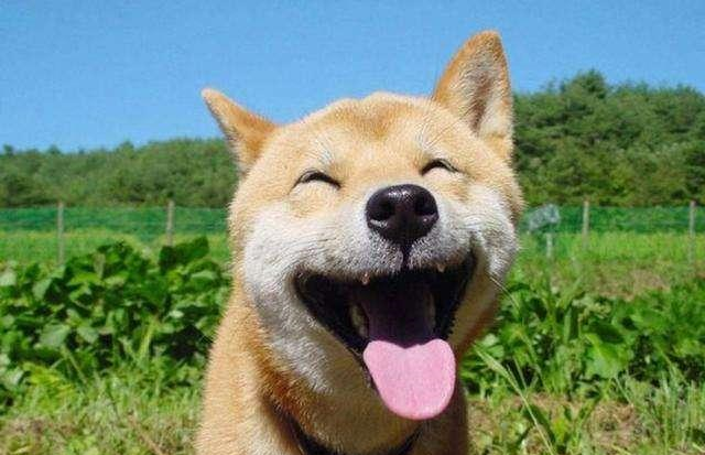 大家知道柴犬和秋田的区别吗哪种狗狗更好养呢一定不要错过