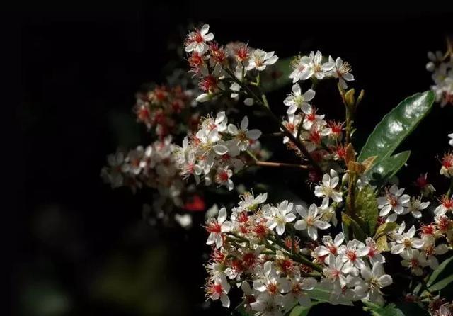 石斑木(春花)盆景的鉴赏与养护
