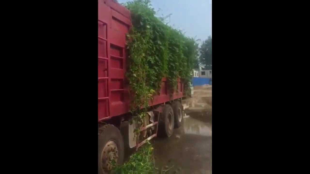 扣押好几天的卡车，居然货发芽了