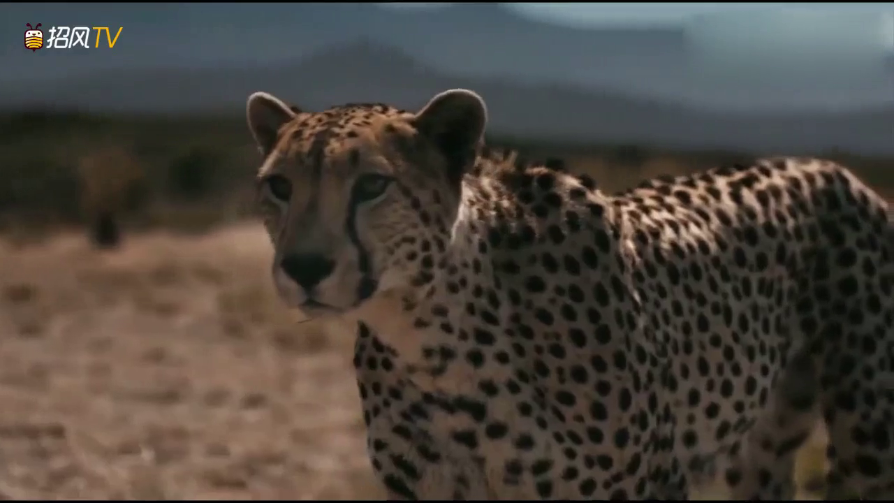 跑车和猎豹的起步速度谁更快，耳听为虚、眼见为实！