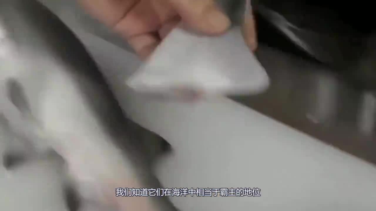 刚出生小鲨鱼，被日本人拿来做刺身船，一起来见识一下！
