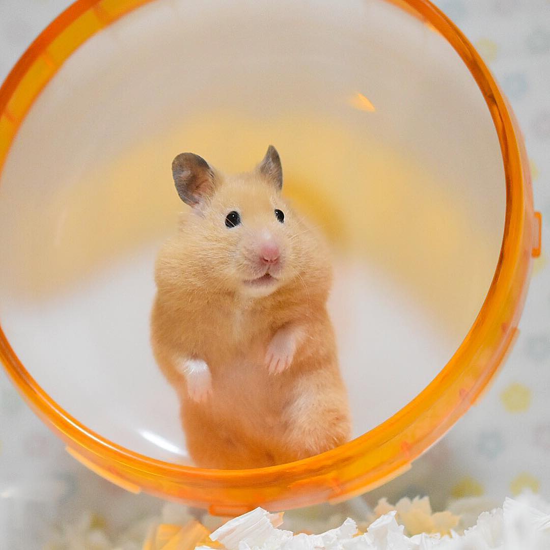 仓鼠根本不会因为她刘海长短有致,带着