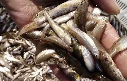 农村河里的5大野味,吃过三种以上的,请允许我