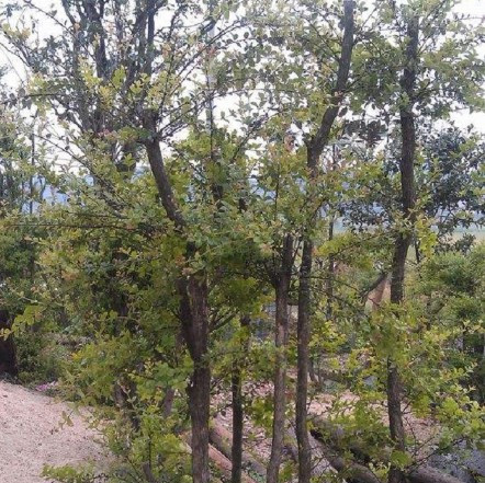 农村的一种“地蓝莓”,誉为中国特产,价值高却很少有人知晓