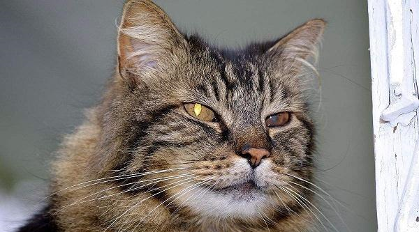 世界上最大的猫叫什么，世界上最小的猫只相当于3个鸡蛋大小