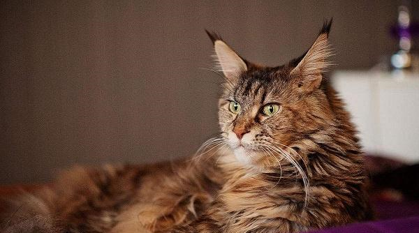 世界上最大的猫叫什么，世界上最小的猫只相当于3个鸡蛋大小
