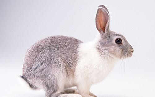 兔子脚螨如何给家里消毒,去除兔子足螨的方法