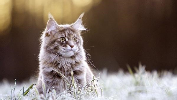 世界上最大的猫叫什么，世界上最小的猫只相当于3个鸡蛋大小