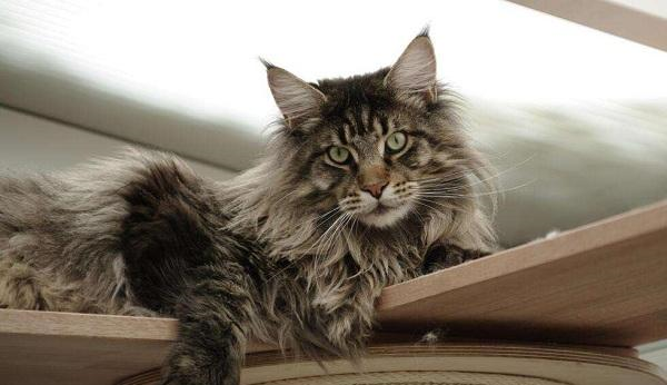 世界上最大的猫叫什么，世界上最小的猫只相当于3个鸡蛋大小