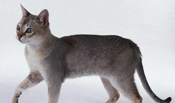 世界上最大的猫叫什么，世界上最小的猫只相当于3个鸡蛋大小