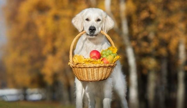 根据科学研究,6个狗狗可以吃的水果,也应该吃