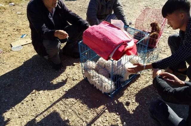 比熊幼犬狗粮排行榜_狗粮排行榜选购清单了解一下,疯狂的小狗狗粮也上榜啦(2)