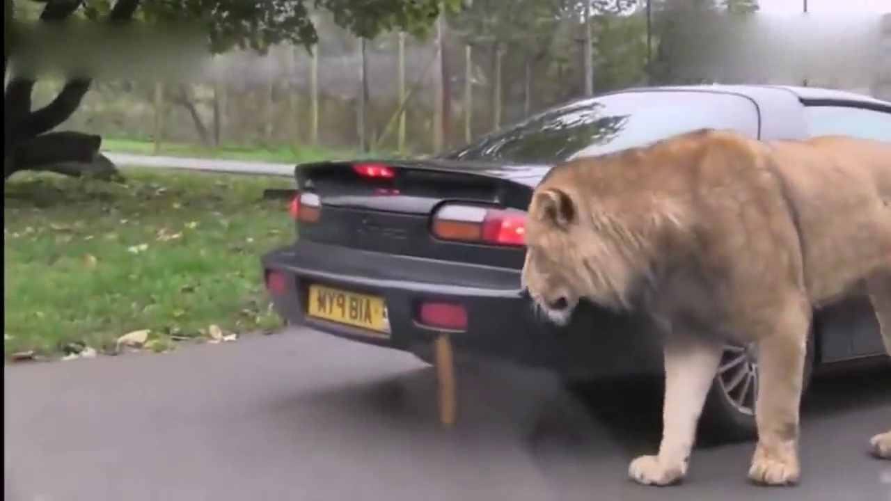 狮子说，兄弟看你这跑车够拉风，我帮你试试结实不