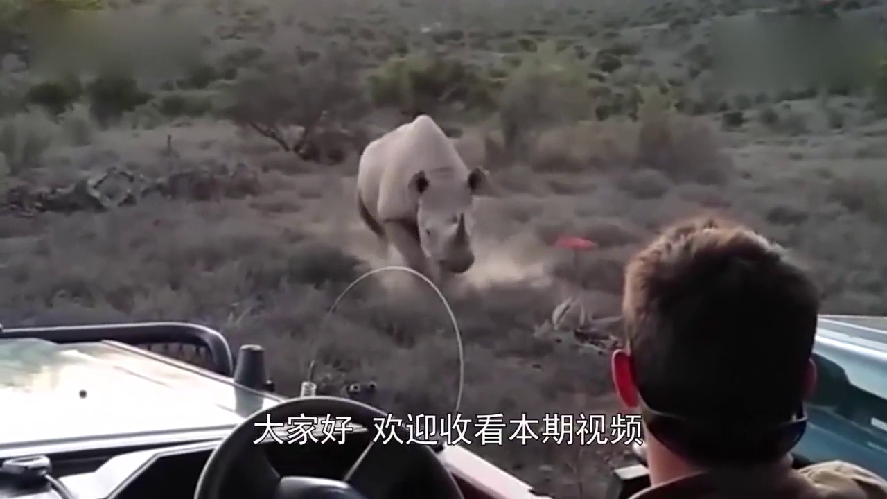 外国人驾驶敞篷跑车，野外偶遇野生犀牛，场面差点失控