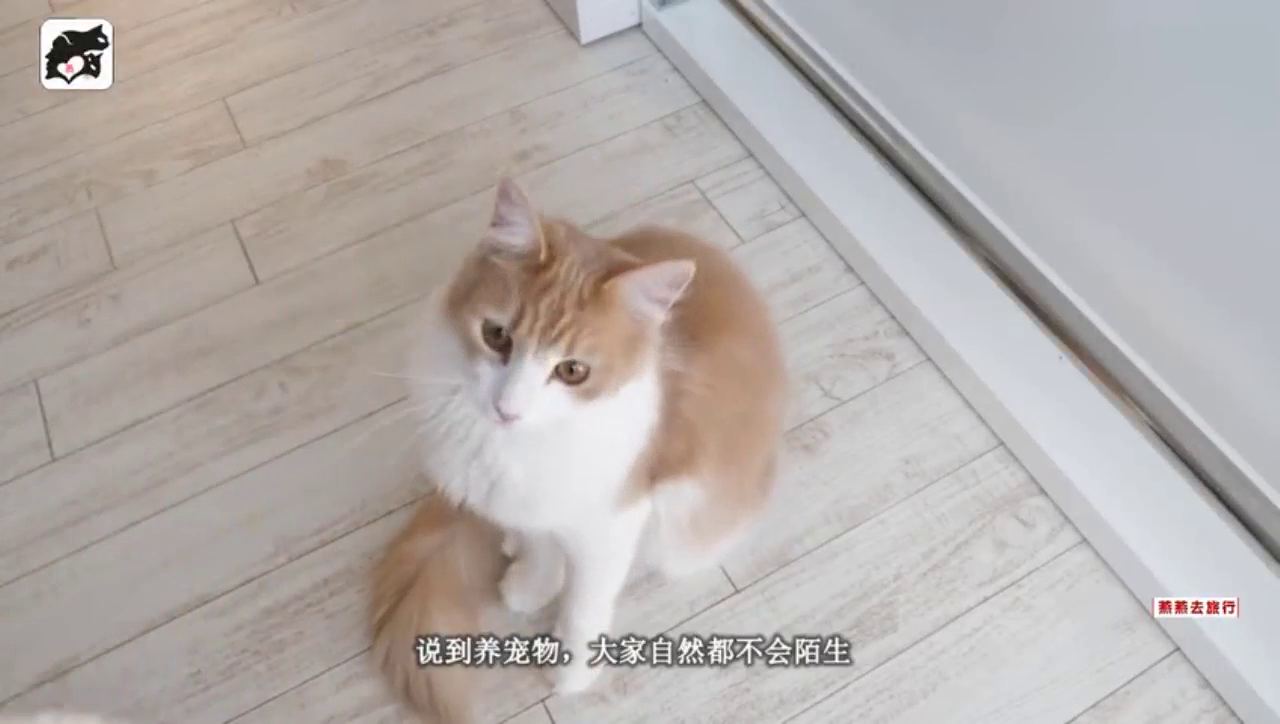 世界上最贵的鱼，一条就能买一辆跑车，网友：比金子还贵！