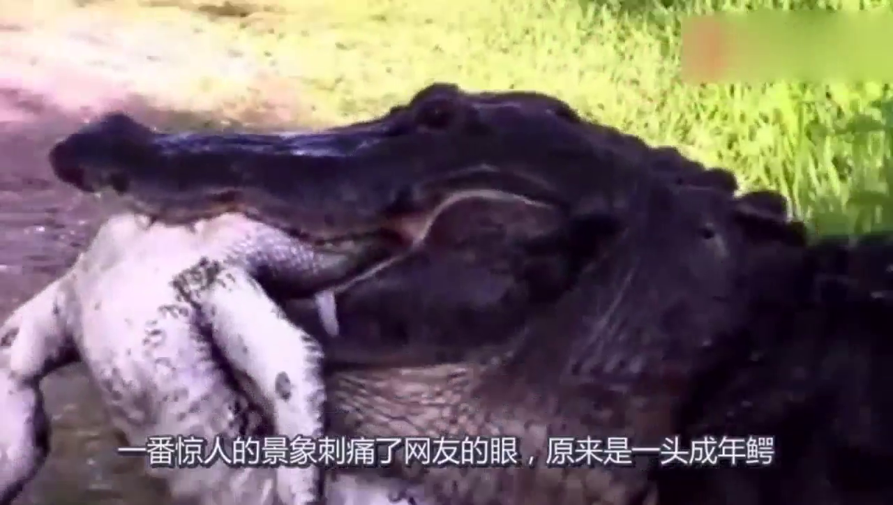 小伙被鳄鱼咬伤后,身体发生变异,最后变成了一头鳄鱼!