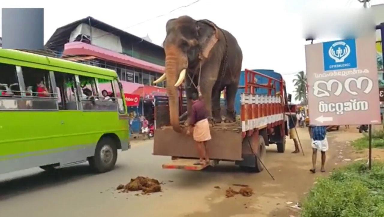 实拍巨型大象下卡车，看得我好紧张