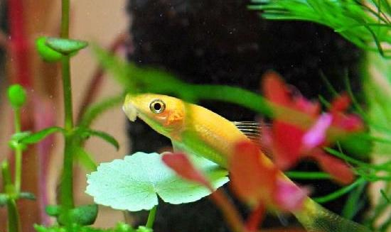 开心水族箱没有声音