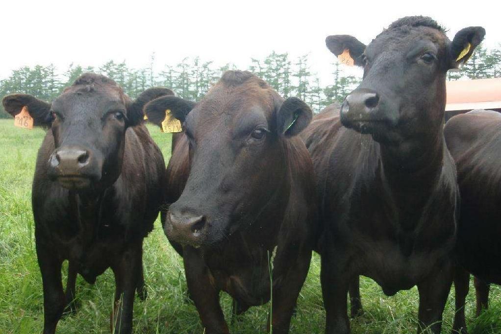 美国四大屠宰场历史 加州牛肉面大王由来