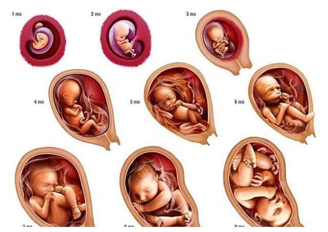 孕早期胎儿发育较慢,所需营养也不多,孕吐反应只要不是非常严重,一般
