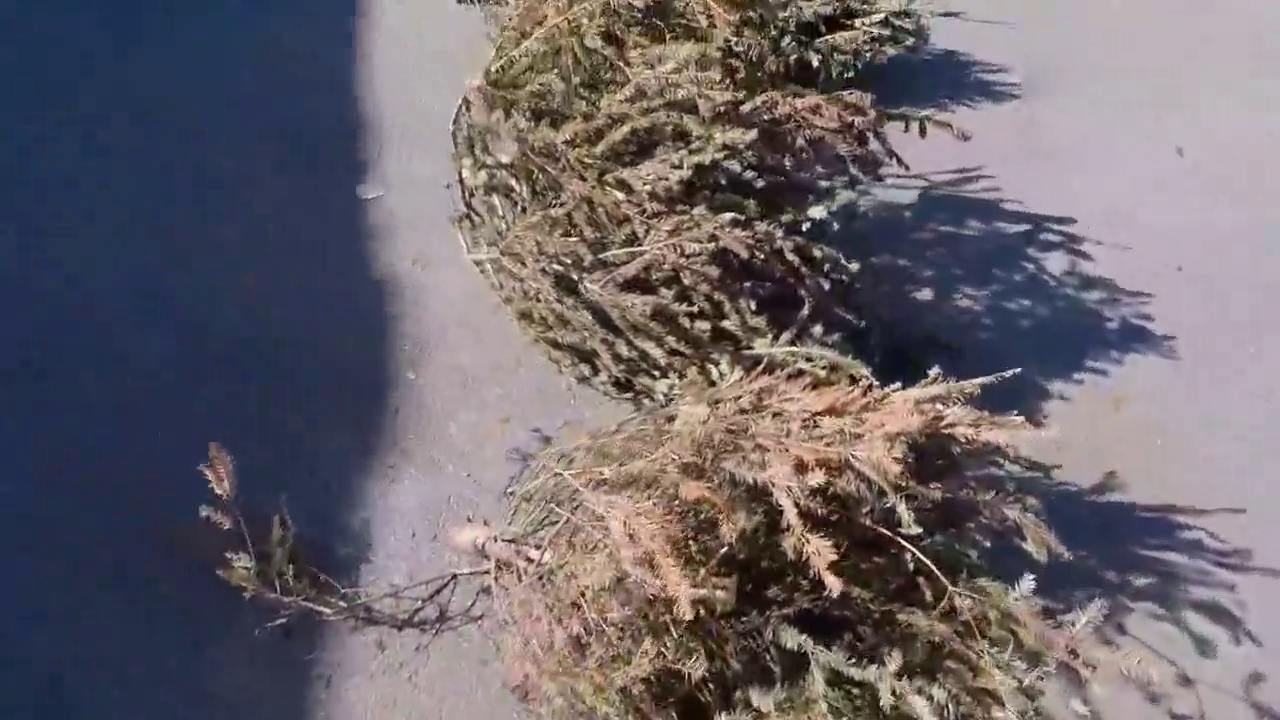 把晒干的圣诞树放到跑车排气管口，接下来的一幕才是神奇的开始