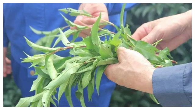 人称“抓鱼草”，往河里扔，便可捕鱼，你们用过吗？