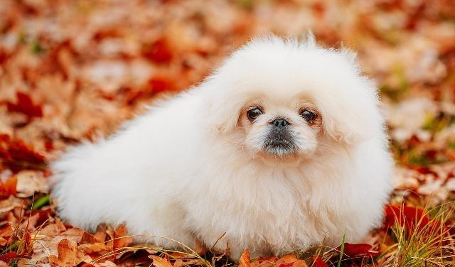 京巴还叫宫廷狮子犬这个名字有点意思