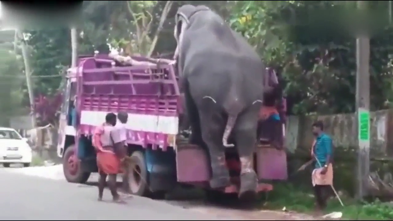 几吨重的大象自己从卡车上下来, 默默的心疼卡车5秒钟
