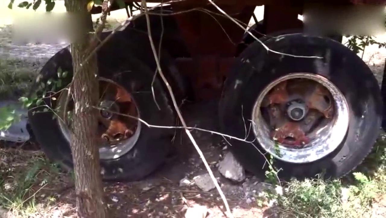 废弃的卡车轮胎里好像盘着一条大蛇？实际上那只是一个硕大的蜂巢