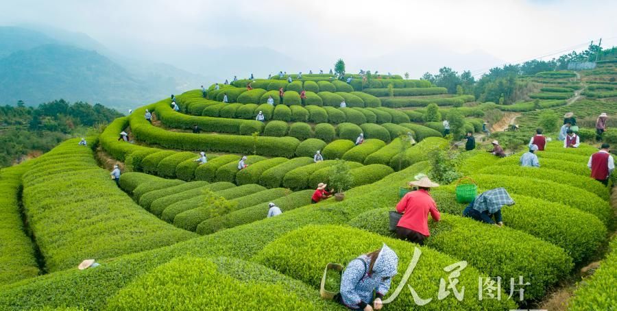 福建柘荣:生态茶园 静待采摘