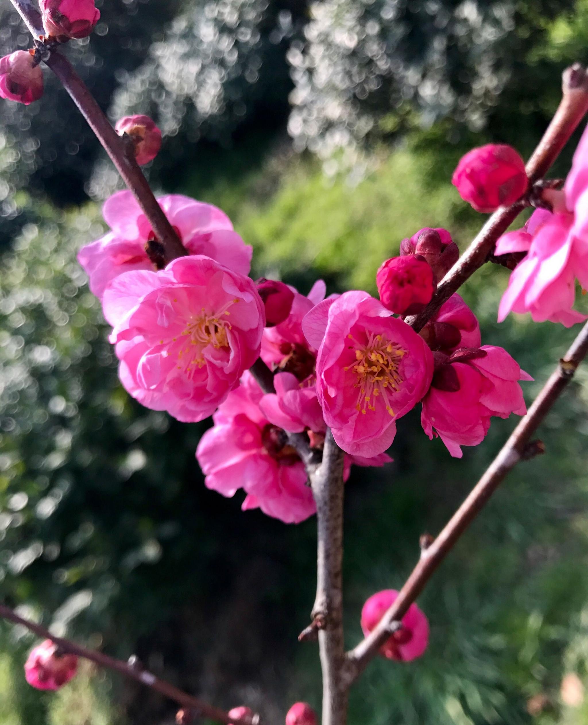 梅斯对阵欧塞尔全程直播高清在线观看无插件实时更新比赛动态