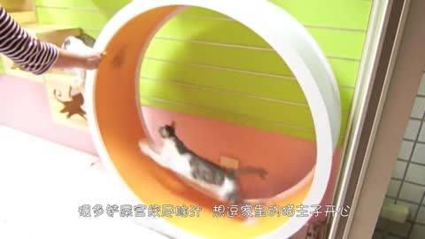 主人给猫主子买充气玩具，谁知橘猫当场怒了，一巴掌拍漏气！