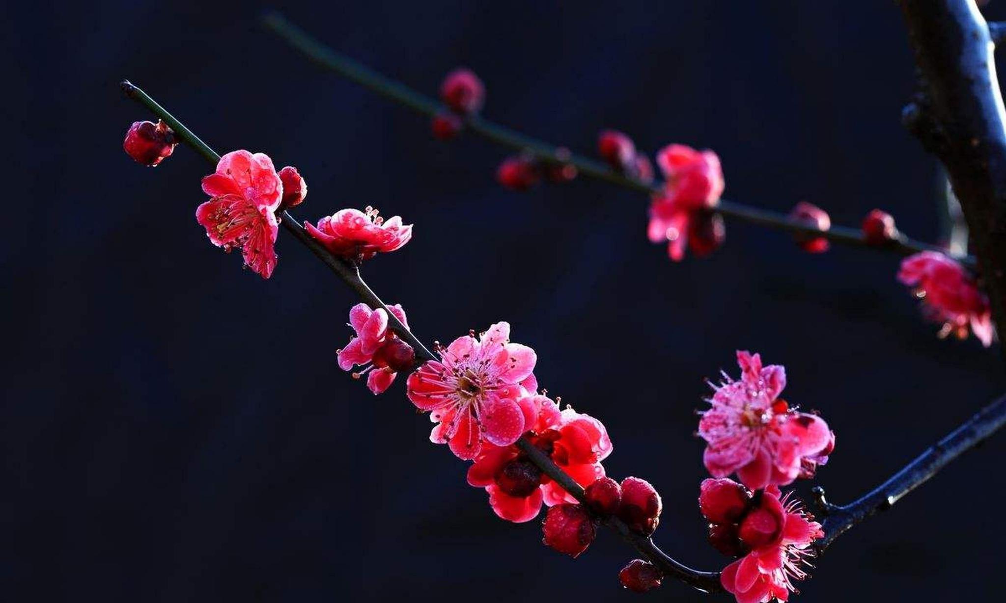 【梅花摄影图片】生态摄影_太平洋电脑网摄影部落