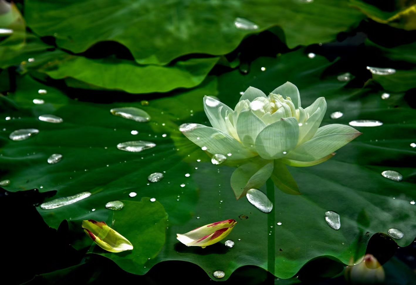 荷花,叶子,花瓣,水滴,露珠,壁纸_高清花卉壁纸_彼岸桌面