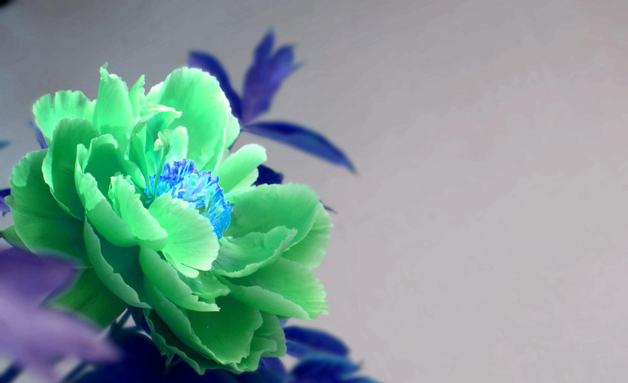 蓝牡丹?黄牡丹?其实,“她”正在欺骗你的眼