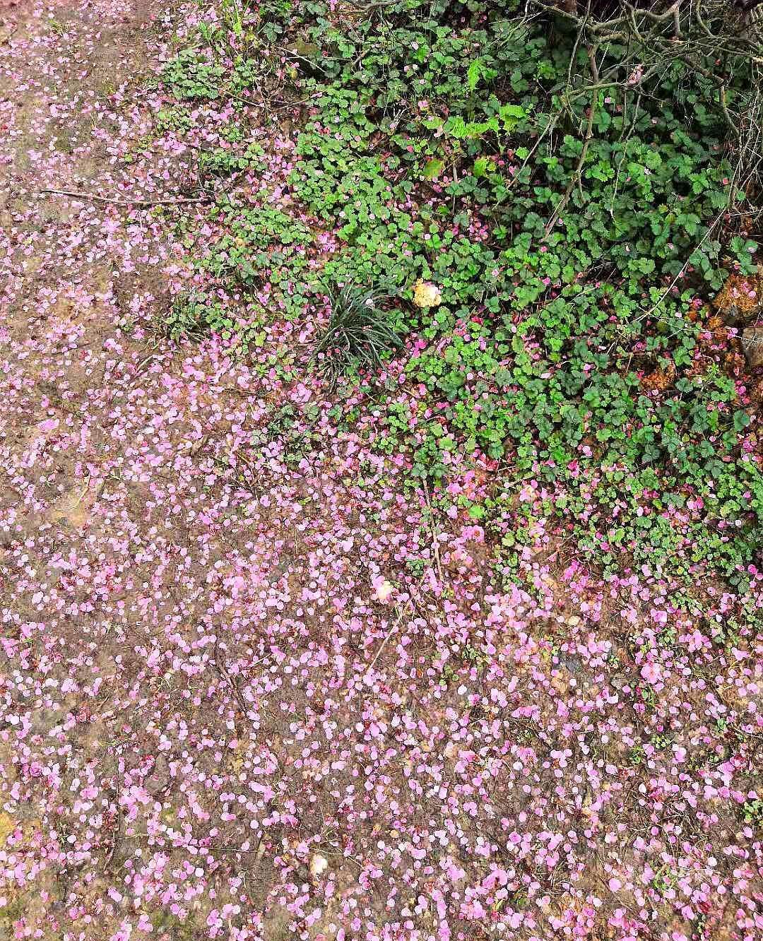 又是一年梅花凋谢,花飞花谢花满蹊,以图佑诗,见证一下梅花的美