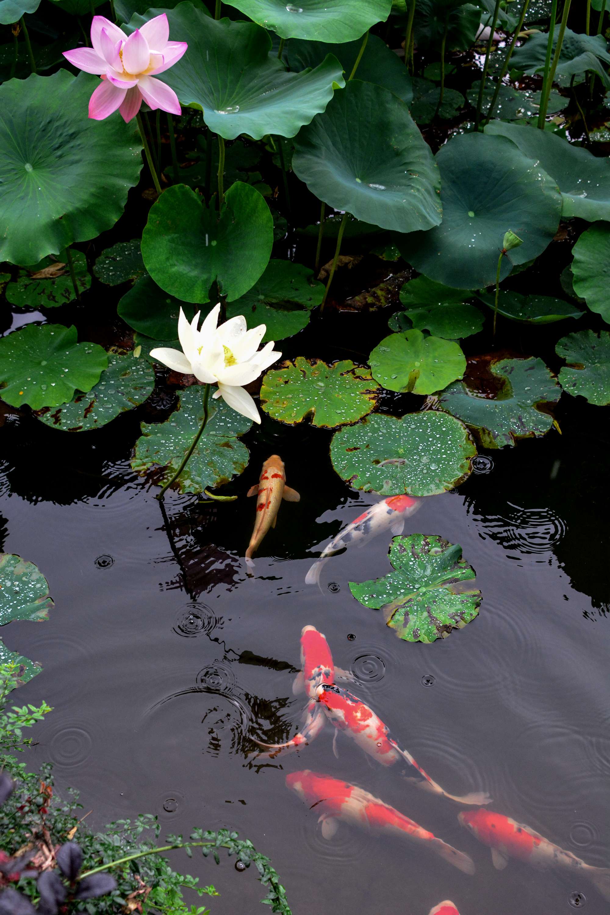 【鲤鱼吃荷花摄影图片】生态摄影_太平洋电脑网摄影部落