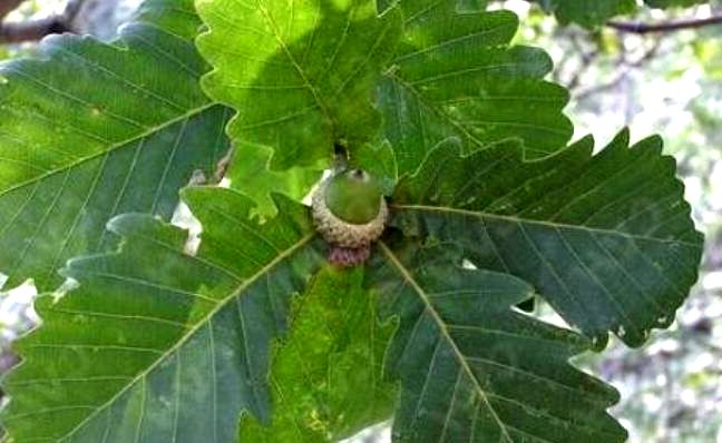 用柞树叶作为主料养兰花,东北的花友们试过吗?