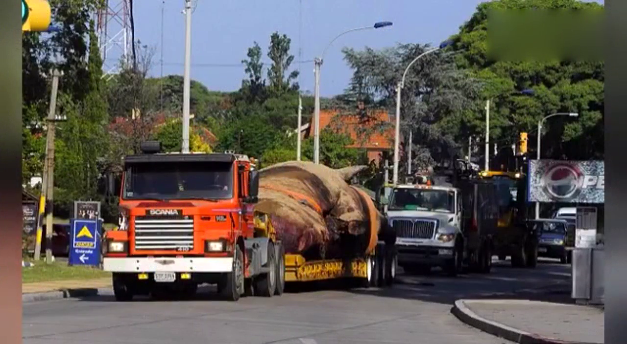 卡车上搭载着庞大生物，交警见了都亲自为其开路！