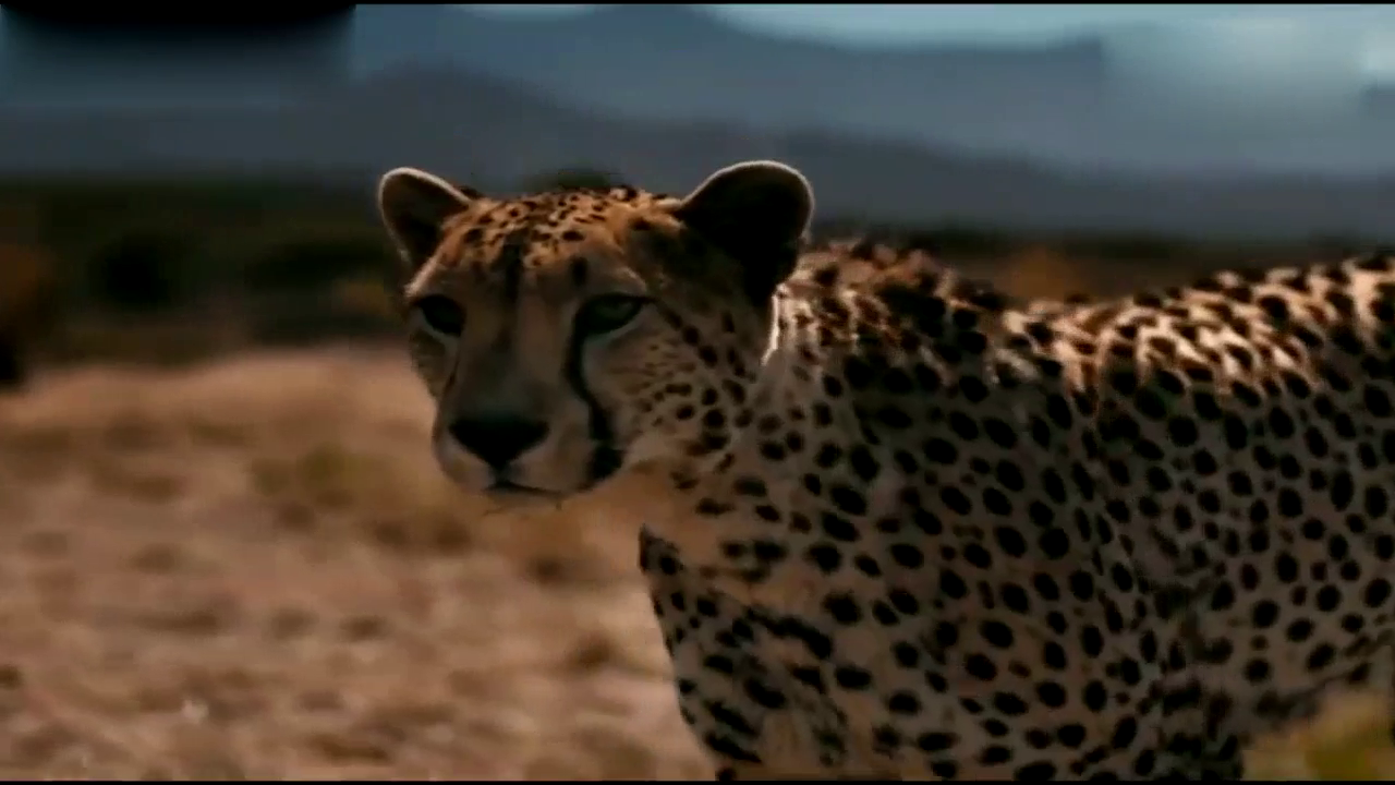 跑车和猎豹的起步速度谁比较快，耳听为虚、眼见为实！