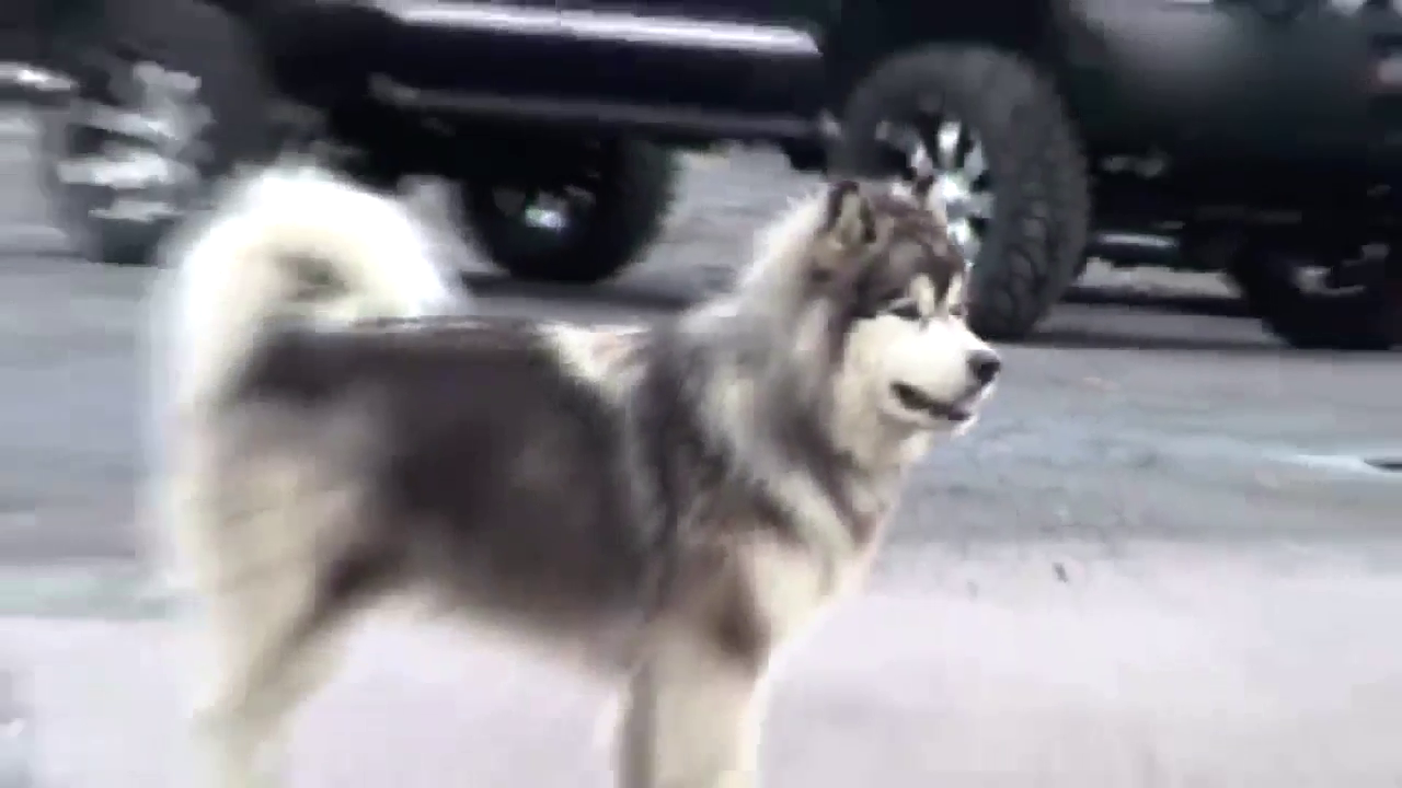 改装敞篷跑车 道奇VIPER让你嗨起来