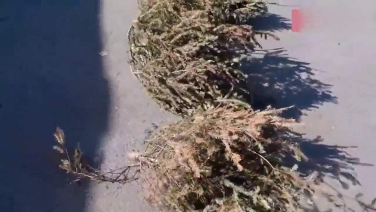 把晒干的圣诞树放到跑车排气管口，连打火机都省了